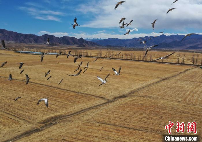 圖為黑頸鶴在拉薩市林周縣境內(nèi)飛翔。　貢嘎來(lái)松 攝