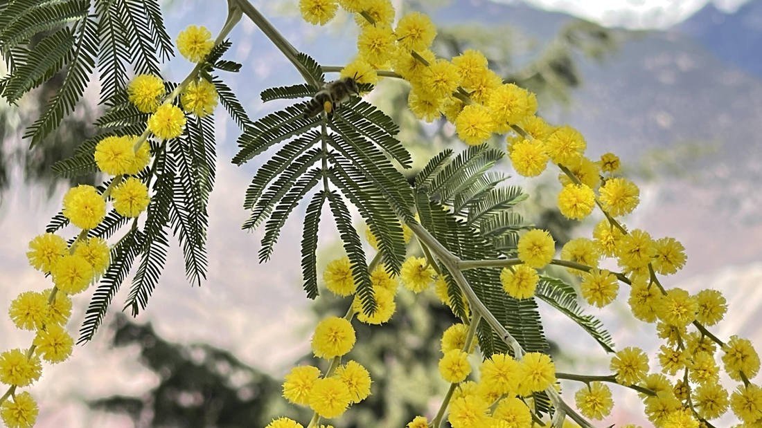 蜜蜂在金合歡花枝上休憩。