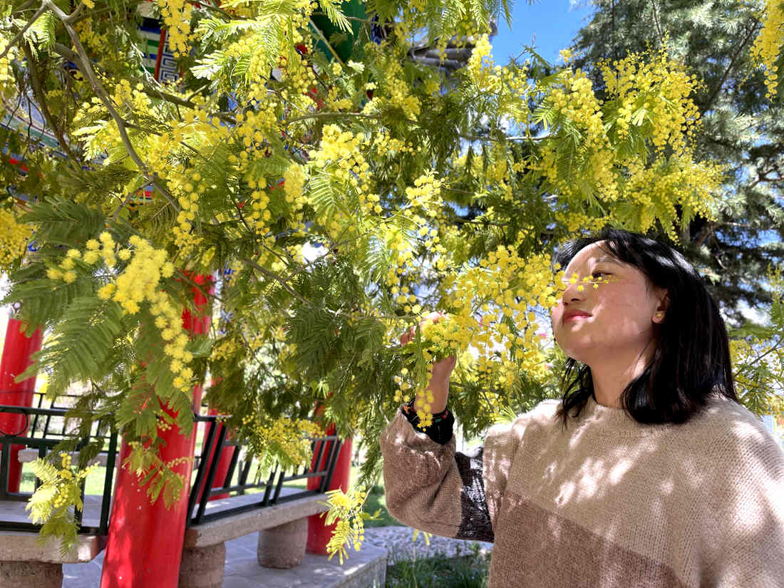 游客仔細(xì)觀賞黃絨絨的金合歡花。