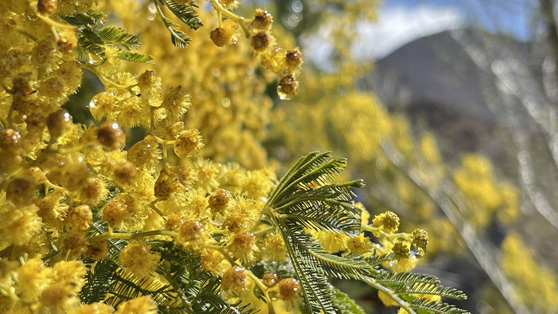 清晨帶著露珠的金合歡花。