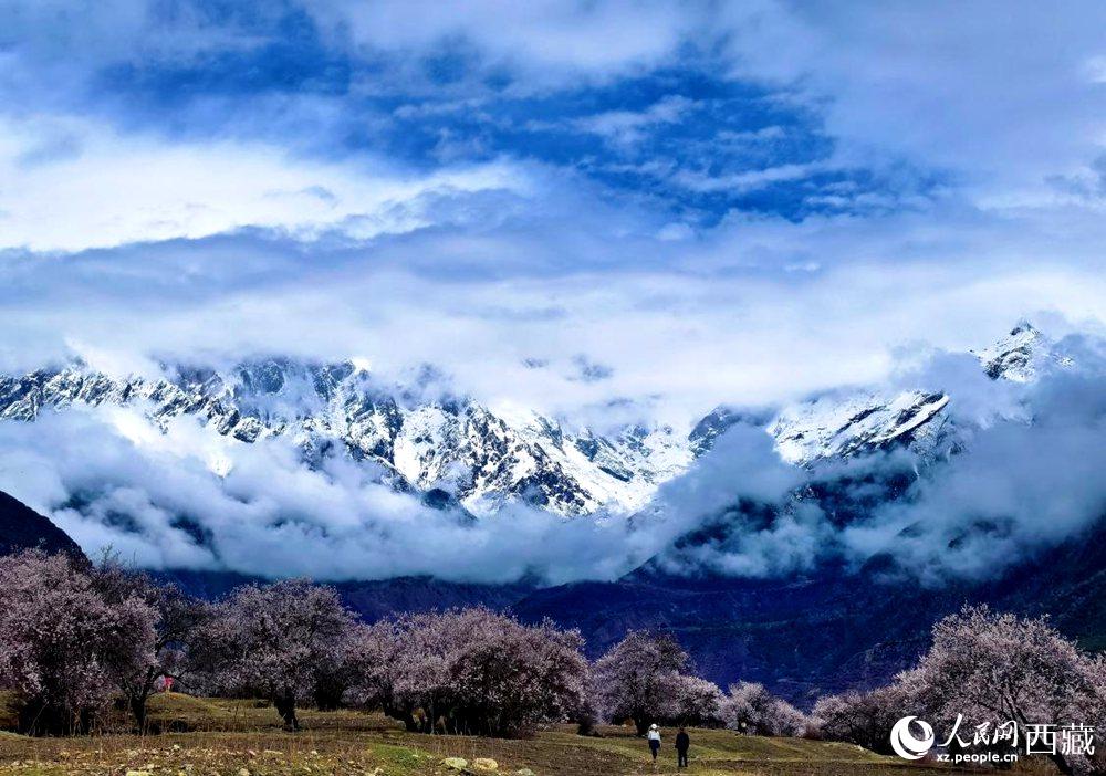 雪山下的桃花。人民網(wǎng) 李海霞攝