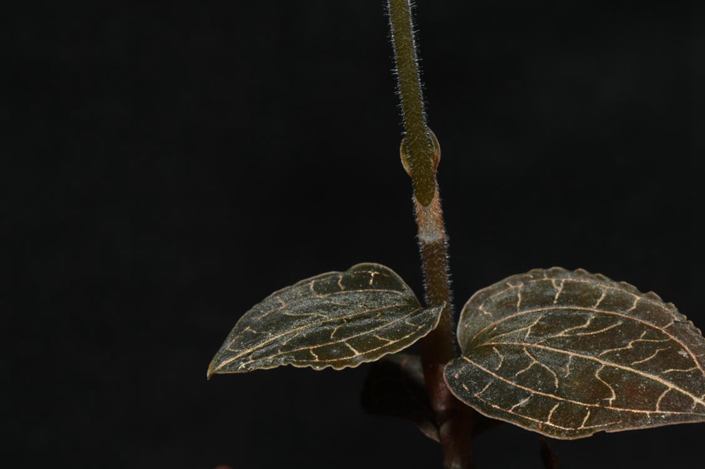 墨脫金線蘭。金效華攝