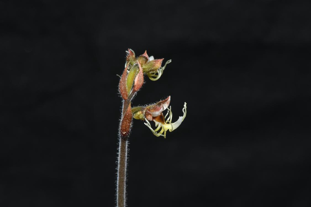 墨脫金線蘭。金效華攝