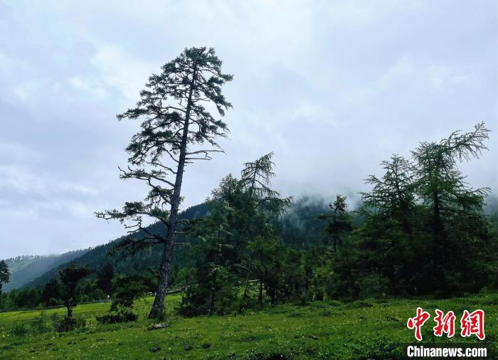 6月10日，魯朗小鎮(zhèn)高山牧場景區(qū)風(fēng)光?！∪轿木?攝