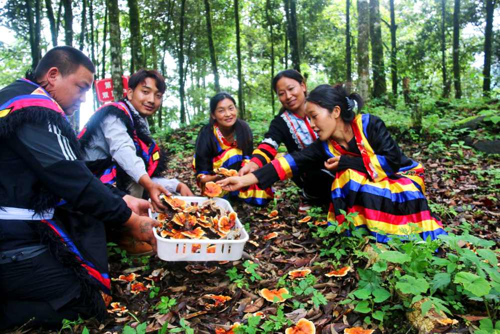 村民采摘林芝。次仁央宗攝