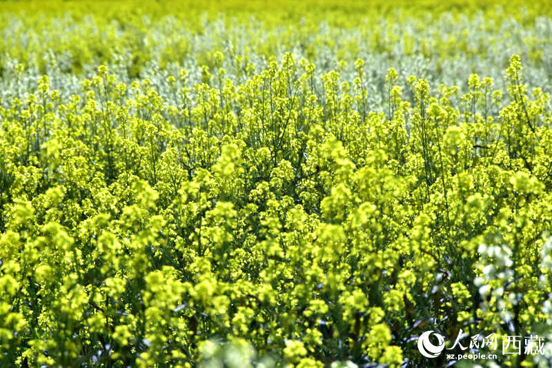 盛開(kāi)的小油菜花。人民網(wǎng) 李海霞攝