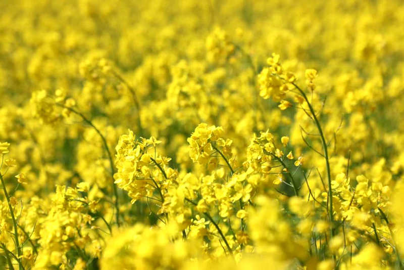 油菜花盛開(kāi)。洛克攝
