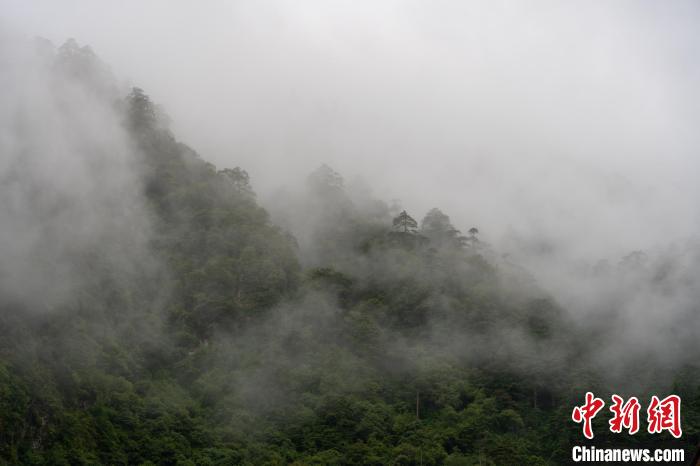 雨后勒布溝的云霧。　江飛波 攝