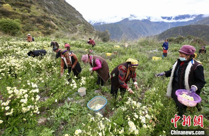 “落戶”黑水的杭白菊。桐鄉(xiāng)市宣傳部提供