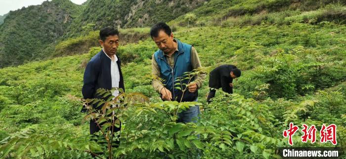 圖為張金利調(diào)研適合阿拉村種植的農(nóng)作物，經(jīng)過不斷改良技術(shù)后，產(chǎn)量大大提高。(資料圖)甘肅省水利廳供圖