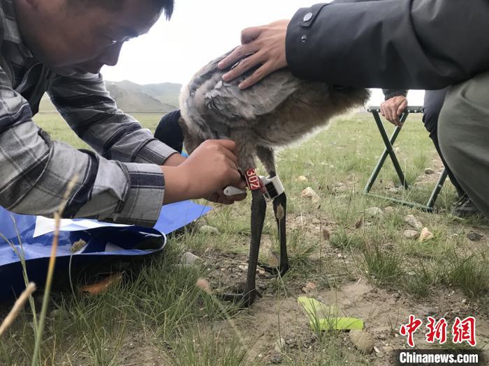 圖為研究人員為黑頸鶴佩戴GPS跟蹤設(shè)備。祁連山國家公園青海省管理局供圖