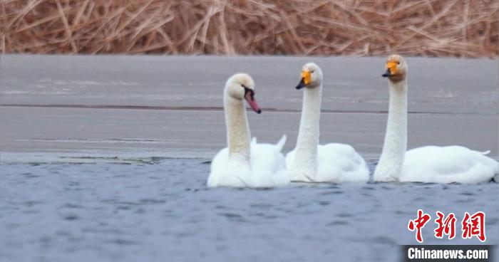 圖為疣鼻天鵝與大天鵝?！∏嗪夜珗@觀鳥協(xié)會供圖 攝