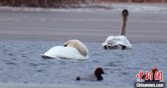 圖為疣鼻天鵝水面休憩。　青海國家公園觀鳥協(xié)會供圖 攝