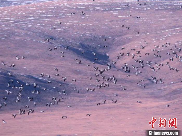 圖為黑頸鶴翔集于青海嘉塘草原上。　青海省玉樹藏族自治州稱多縣委宣傳部供圖