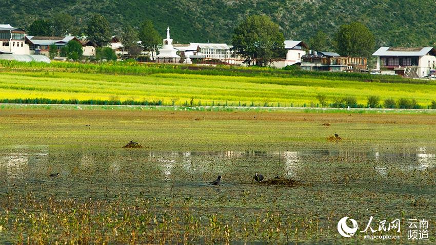 納帕海成為鳥類遷徙停留地。呂昊辰攝