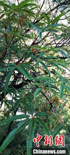被稱為植物界“大熊貓”的五小葉槭植物?！】刀ㄊ形麄鞑抗﹫D
