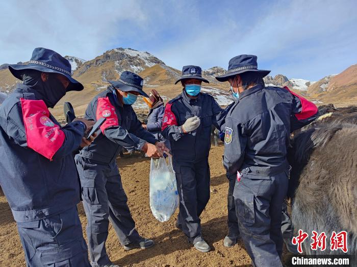 圖為義警隊(duì)員協(xié)助工作人員為牦牛接種疫苗?！∏嗪９逯莠斍呖h公安局下大武派出所供圖