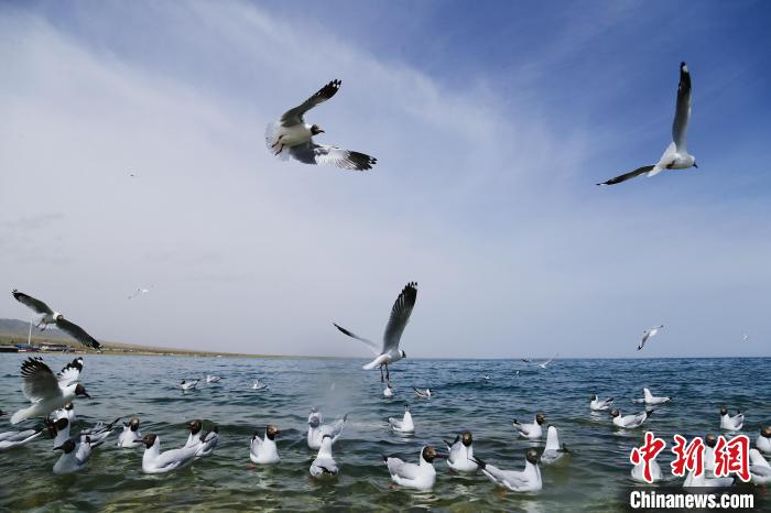 圖為水鳥在青海湖飛翔?！●R銘言 攝