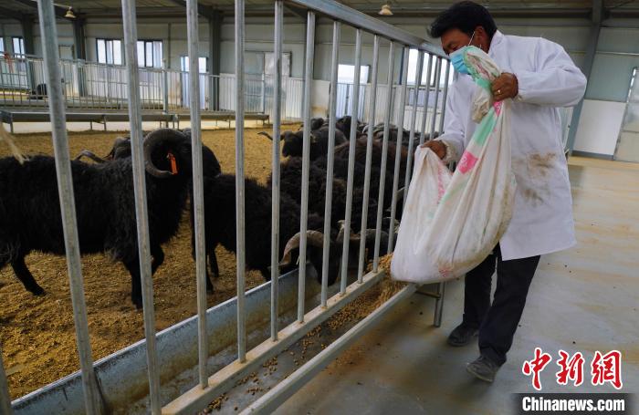 圖為飼養(yǎng)員給黑藏羊喂食?！●R銘言 攝