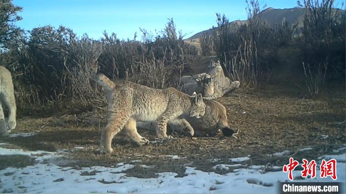 圖為紅外相機拍攝到的猞猁?！∑钸B山國家公園青海省管理局供圖