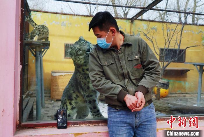 圖為雪豹“奶爸”史壽軍直播休息時與雪豹互動?！●R銘言 攝
