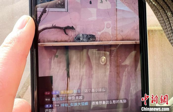圖為雪豹“奶爸”史壽軍正在直播?！●R銘言 攝