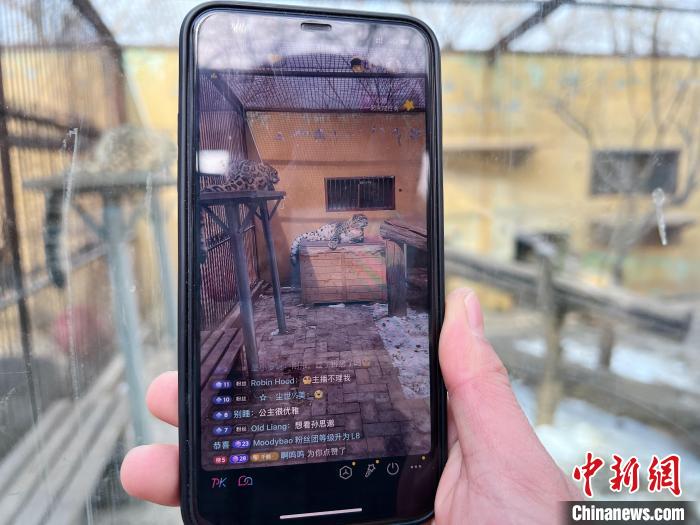 圖為雪豹“奶爸”史壽軍正在直播?！●R銘言 攝