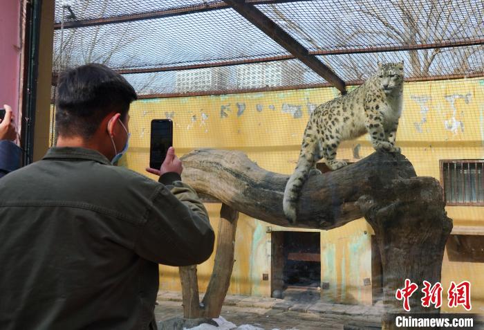 圖為雪豹“奶爸”史壽軍正在直播?！●R銘言 攝