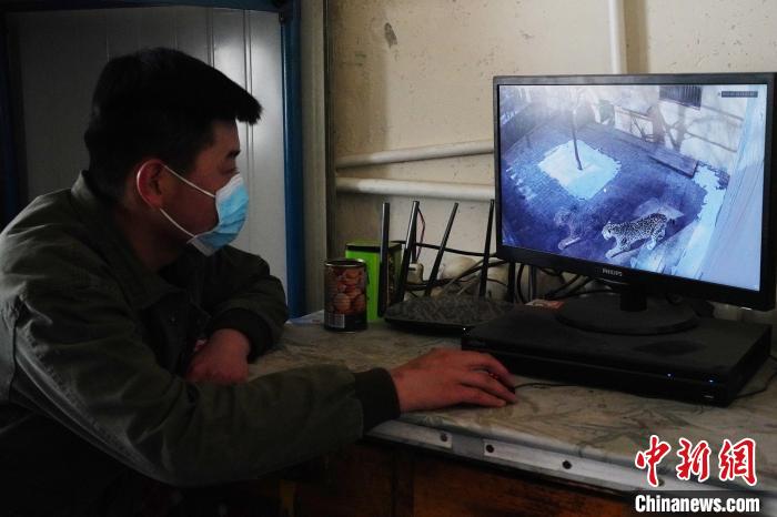 圖為雪豹“奶爸”史壽軍通過監(jiān)控察看雪豹情況?！●R銘言 攝