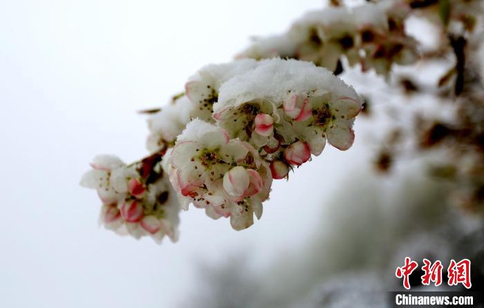 花兒被冰雪覆蓋?！±钣腊?　攝