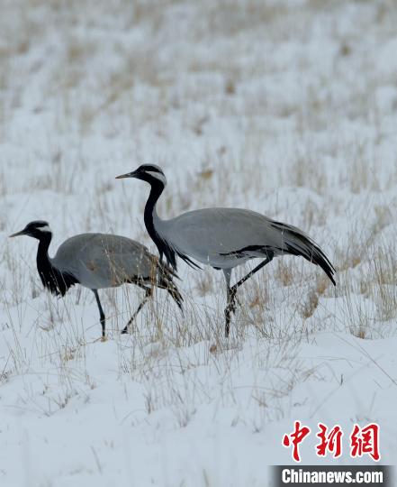 在若爾蓋濕地的蓑羽鶴?！∩袞|機(jī) 攝