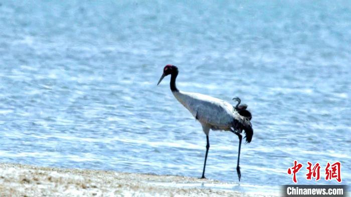 圖為黑頸鶴在青海湖畔散步?！《砣詹囟?攝