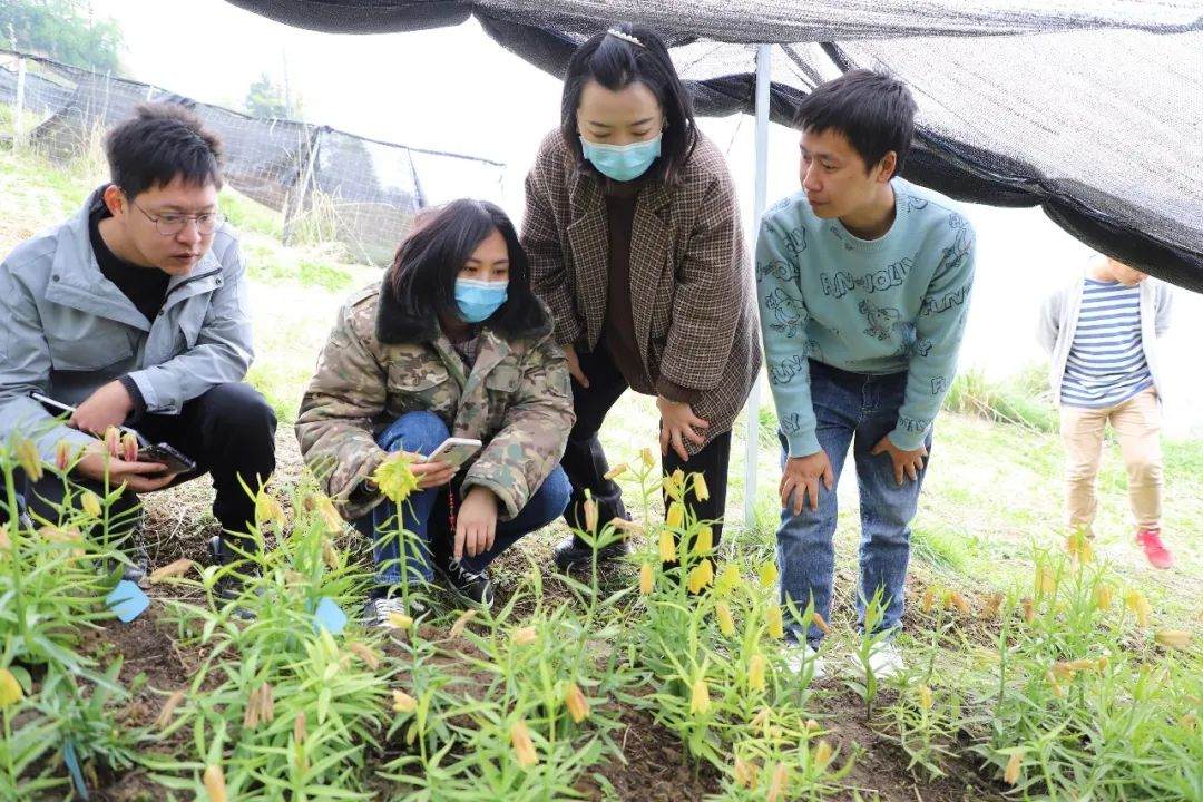 彭州對口支援工作組隊(duì)項(xiàng)目組查看瓦布貝母種植情況。彭州市宣傳部供圖