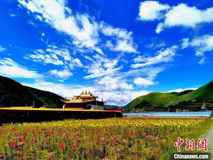 近百畝百合花競相開放，景色誘人。　壤塘縣委宣傳部供圖