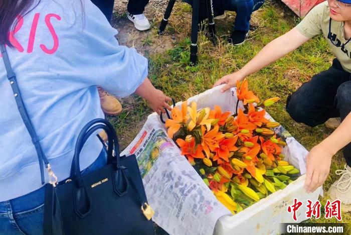 村民采摘百合花?！∪捞量h委宣傳部供圖