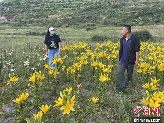 村民采摘百合花?！∪捞量h委宣傳部供圖