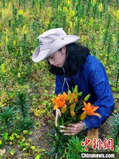村民采摘百合花?！∪捞量h委宣傳部供圖