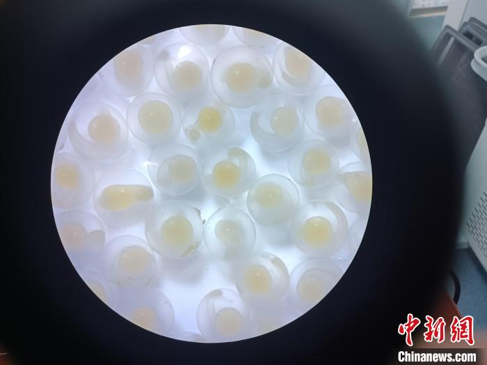 圖為顯微鏡下的魚卵?！∏嗪：沲幘茸o(hù)中心 供圖