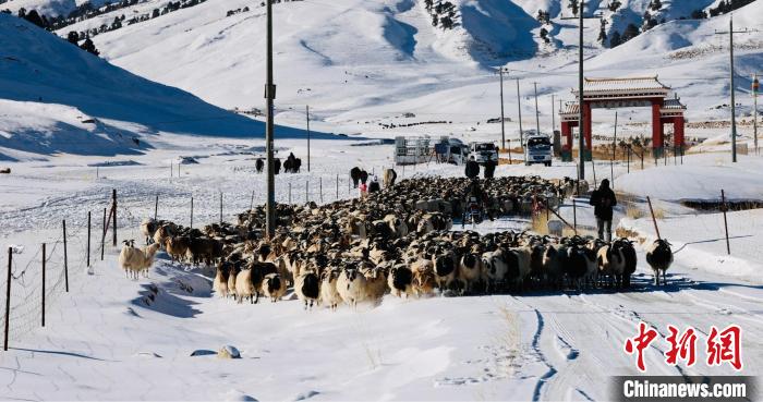圖為村民在雪地上放牧?！《继m縣融媒體中心供圖