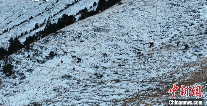圖為巖羊和馬鹿集體在雪地里休憩?！《继m縣融媒體中心 供圖