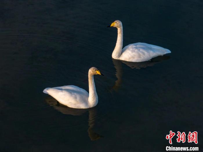 圖為兩只天鵝在湖中游蕩?！『螁⒔?攝