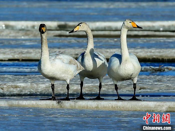 圖為三只天鵝在湖面上曬太陽。　何啟金 攝