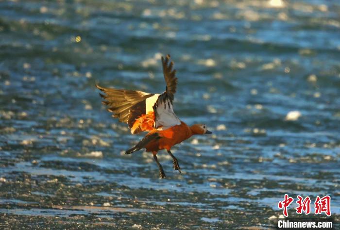 圖為赤麻鴨貼著水面飛行?！“兹斩〔冀?攝