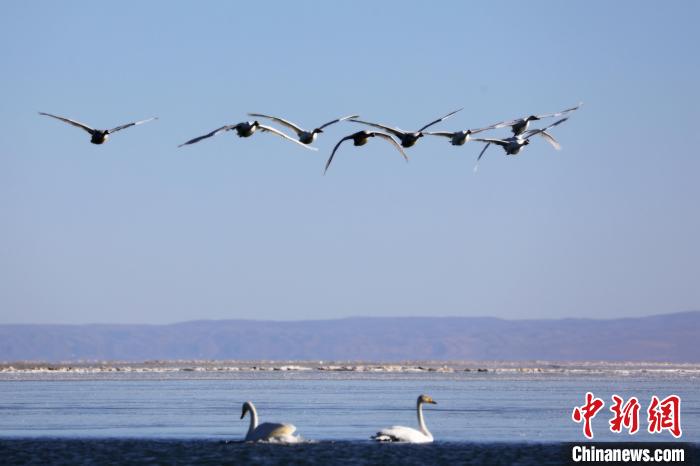 圖為大天鵝在青海湖上空飛翔?！●R怡睿 攝