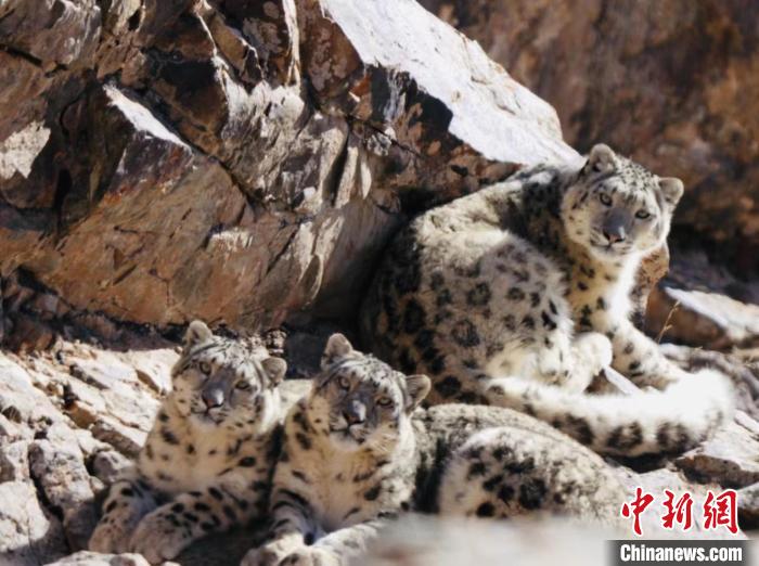 青海都蘭：雪豹、兔猻等多種珍稀野生動(dòng)物亮相