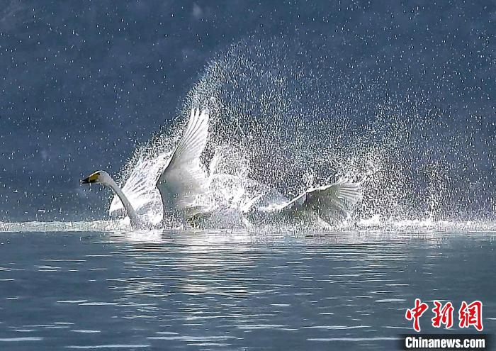 圖為大天鵝在水中嬉戲?！?yán)桉 攝