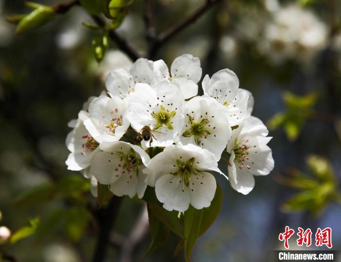 圖為盛開的梨花?！∑钤鲚?攝