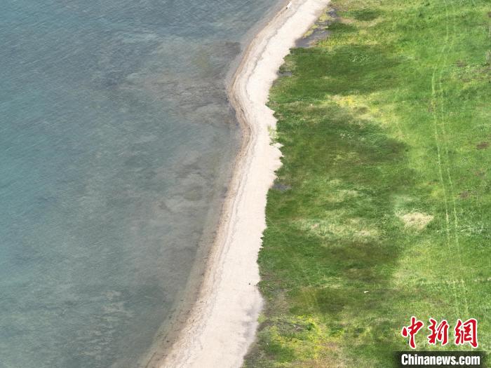 圖為航拍仲夏時(shí)節(jié)，青海湖畔綠茵如毯。　祁增蓓 攝