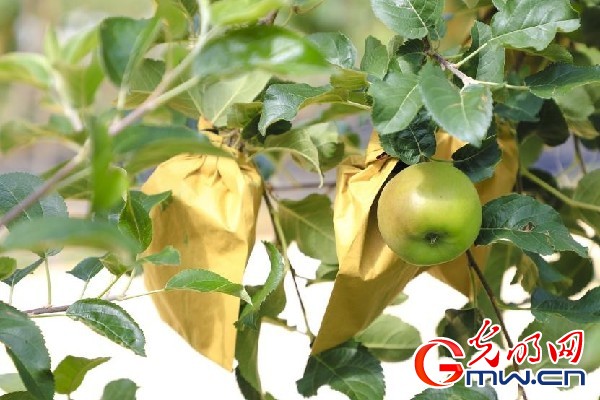 我們的家園｜小蘋(píng)果帶動(dòng)大產(chǎn)業(yè)，帶你看看這座阿壩州小村的鄉(xiāng)村振興新模式