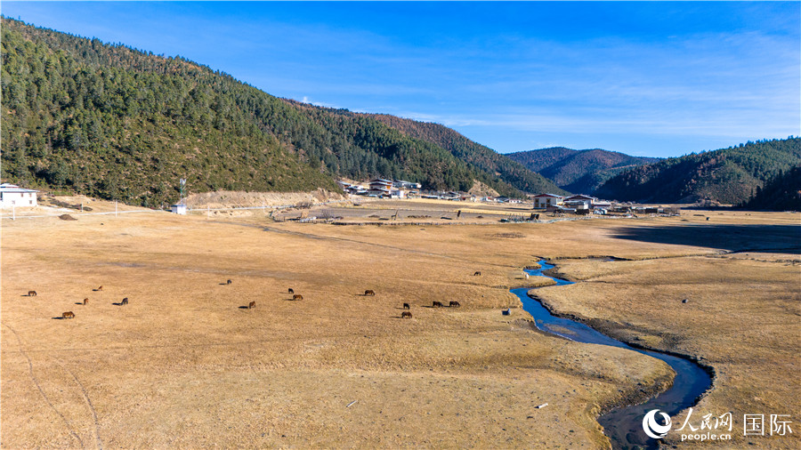 香格里拉國(guó)家公園內(nèi)的高山草甸。人民網(wǎng)記者 虎遵會(huì)攝